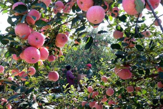 山东沂源30万亩苹果迎来收获季(2)