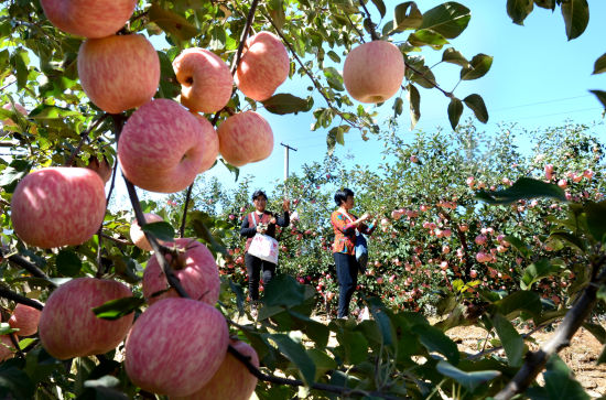 山东沂源30万亩苹果迎来收获季(4)