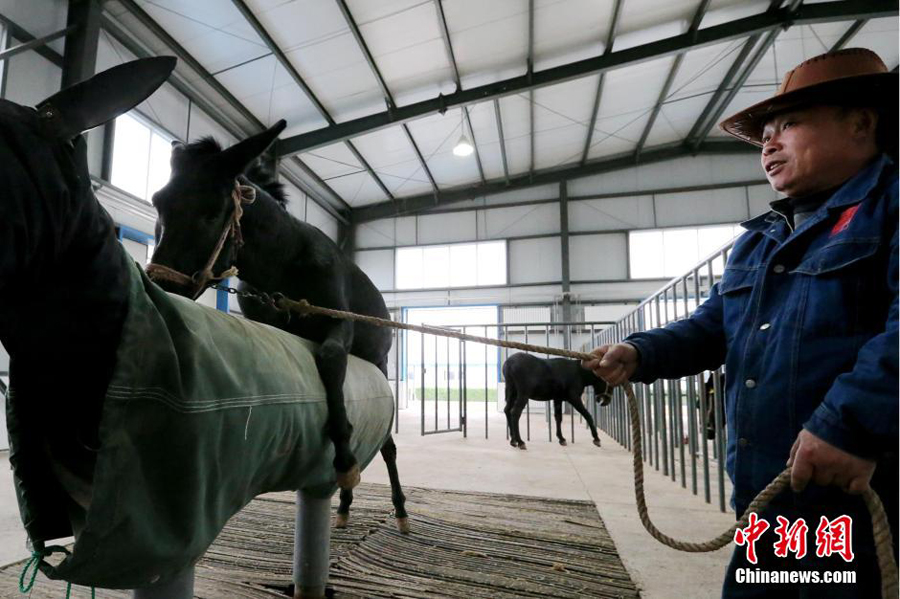 探秘黑毛驴冻精中心 每年满足20万头母驴配种