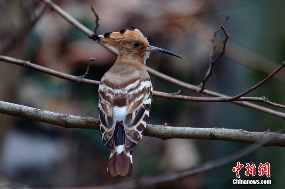 湖北民警4年拍摄200余种珍稀鸟类倡导爱鸟护
