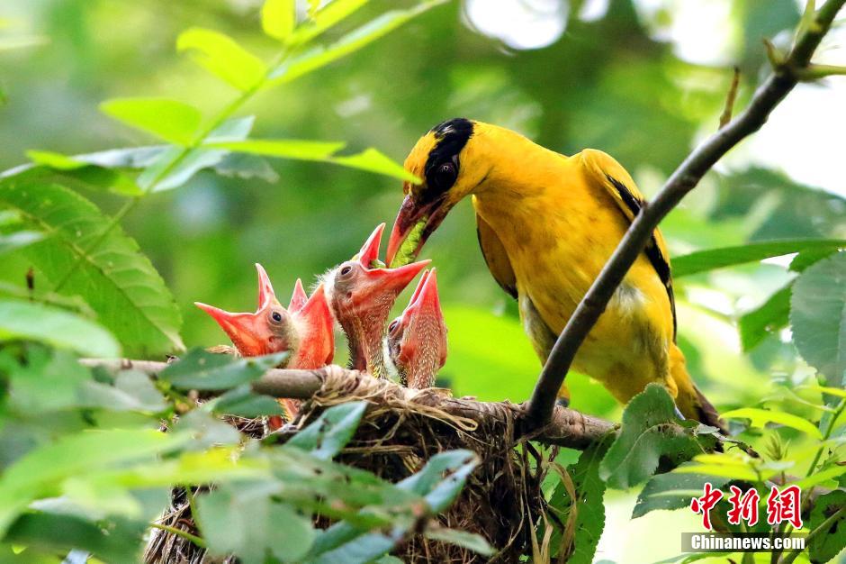 湖北民警4年拍摄200余种珍稀鸟类倡导爱鸟护