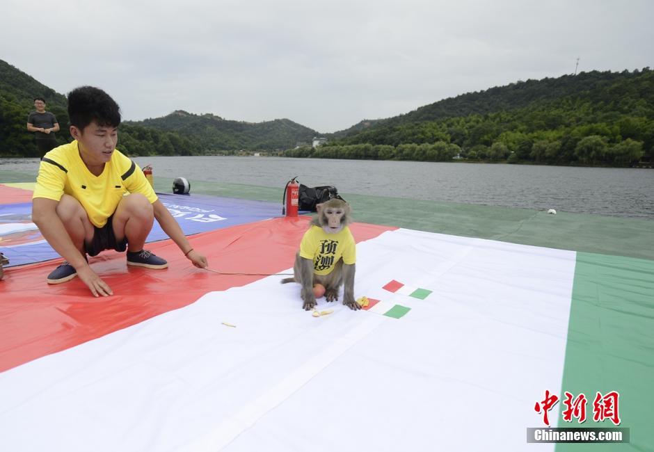 长沙猴哥变身预测帝 预测欧洲杯意大利胜德