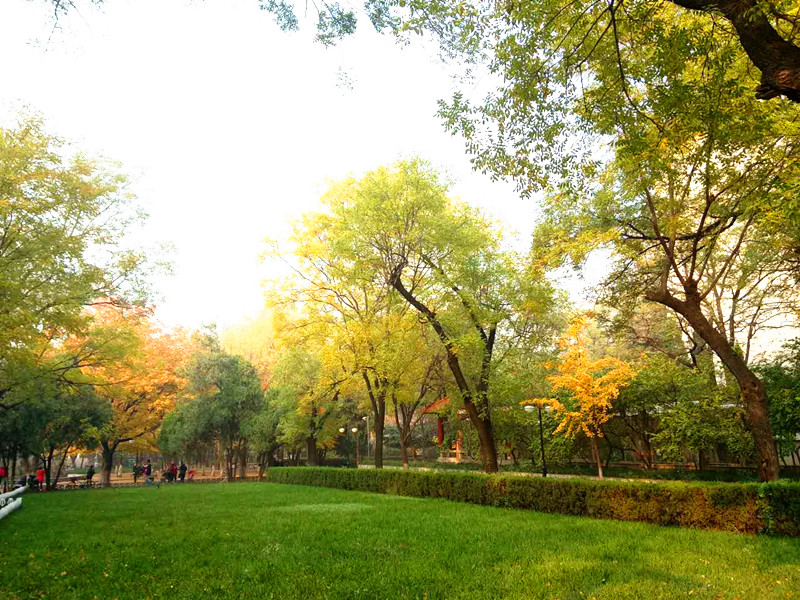 【组图】山东大学医学院金黄满天 醉美银杏