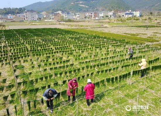 浙江宁波市民晾晒海苔 成象山独特春景(3)