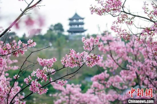 “花开盛世”菏泽牡丹文化书画展在济南举行