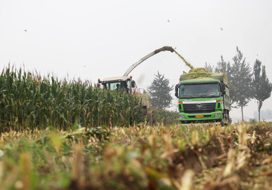 秸秆本是廉价品 咋就成了紧俏货