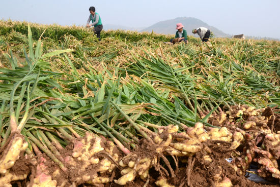 山东沂源大姜迎来收获季