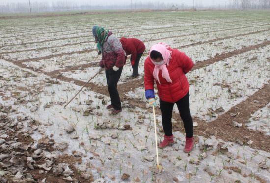 淄博高青订单大蒜闯日韩 市场先打预付款