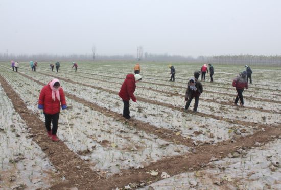 淄博高青订单大蒜闯日韩 市场先打预付款