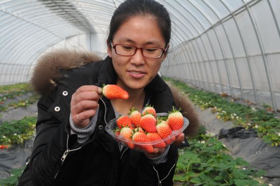 山东淄博:首届龙泉镇天然富硒草莓蔬菜采摘节