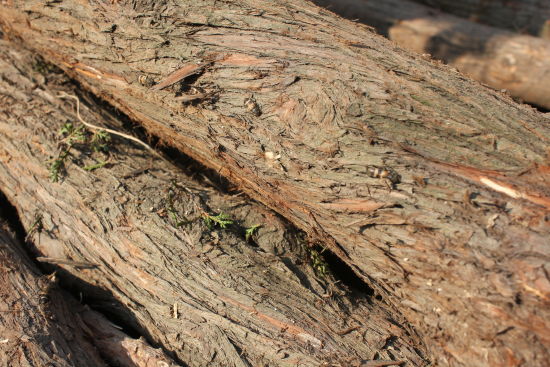 济南近郊风景山林开展大规模诱杀双条杉天牛工