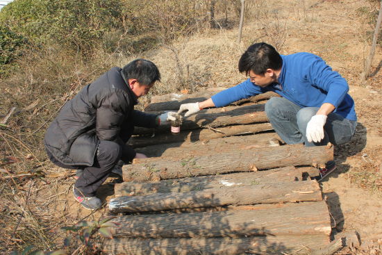 济南近郊风景山林开展大规模诱杀双条杉天牛工