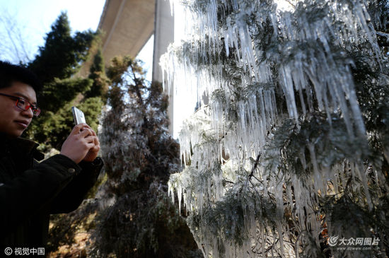 园林工人忘关喷淋器 松林玉兰挂满冰柱