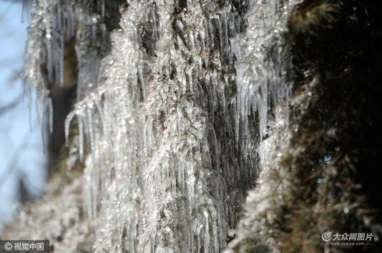 园林工人忘关喷淋器 松林玉兰挂满冰柱