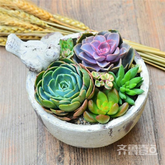 多肉走红济南和青州成种植基地 曾年挣三四十