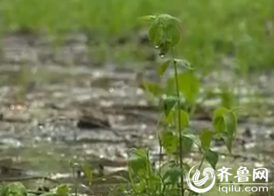 山东财政助力生态修复脱贫 落实森林生态效益