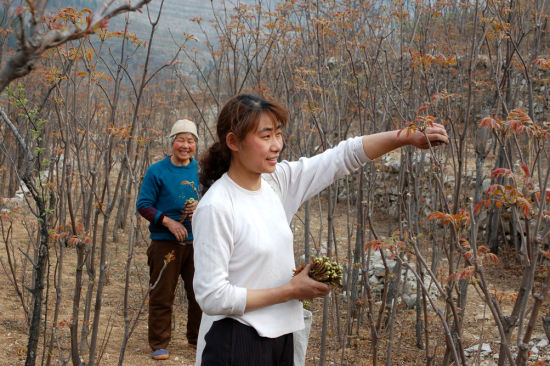 中国香椿之乡淄博马棚村20000亩香椿芽上市