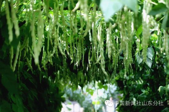 中国(寿光)国际蔬菜博览会精品果蔬靓照提前流