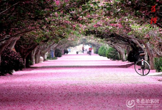 烟台莱阳:濯村樱花落樱时