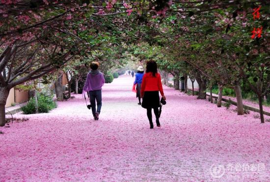烟台莱阳:濯村樱花落樱时