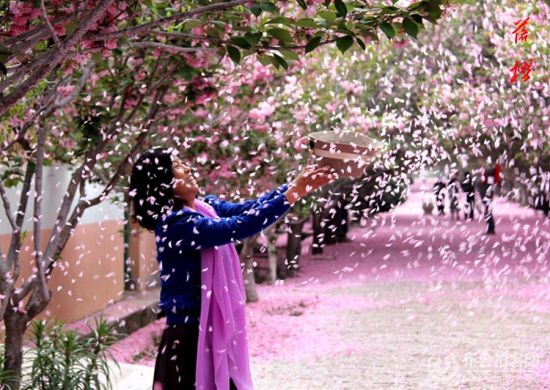 烟台莱阳:濯村樱花落樱时