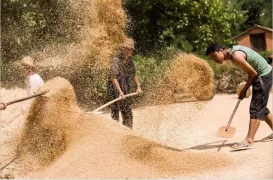 农发行省分行筹措资金260亿 山东夏粮收购不