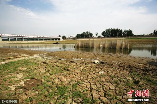 大运河德州段出现大面积干涸 河床成为牧场