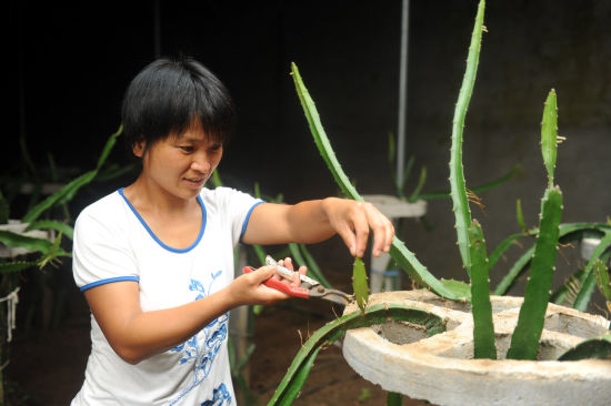 山东枣庄农民农历大暑节气抢抓农田管理
