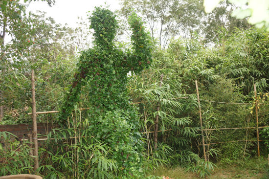 美猴王 采蘑菇的小姑娘 等菊花造型将亮相济南