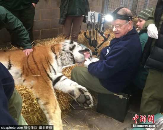 英国牙医虎口拔牙 老虎右边犬齿碎了并且开始感染 对老虎来说是致命的