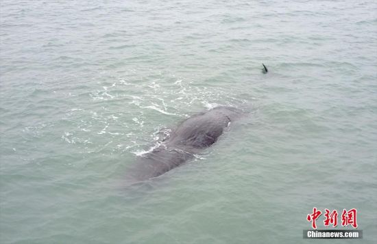 深圳搁浅抹香鲸已确认死亡