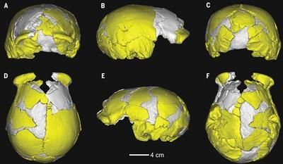 揭秘疑似东亚人祖先许昌人:生活不错有肉吃