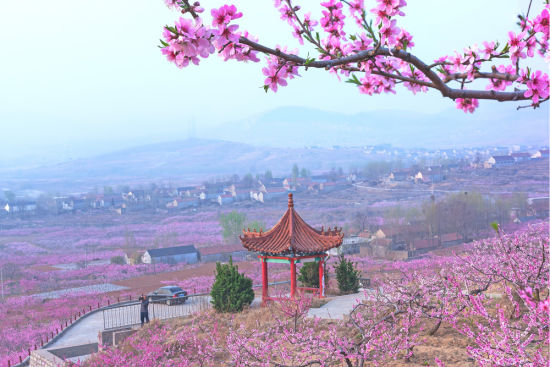 蒙阴岱崮地貌桃花旅游节4月启幕游岱崮赏花海梯田