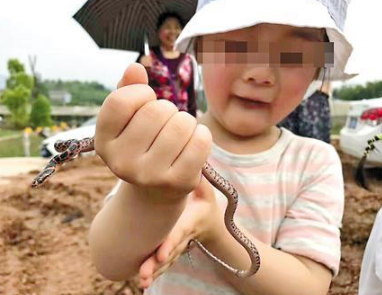 捉毒蛇让女儿把玩 虎爸见女儿被咬也不在意