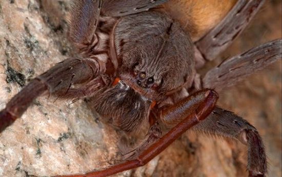 科学家发现新型巨型蜘蛛:全身毛茸茸有四对眼睛