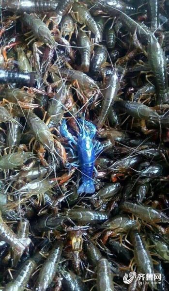 济南现 蓝色小龙虾 海鲜市场疑观赏虾混入