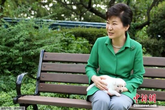 槿惠在任时在青瓦台养了9只韩国名犬珍岛狗。