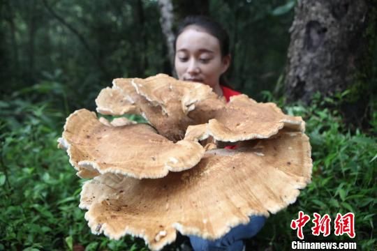 云南现神秘巨型蘑菇 大小堪比簸箕周长近1.8米