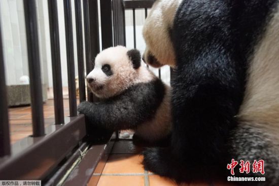 日本大熊猫宝宝香香体检 紧抱住工作人员