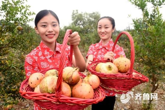 果树里作出大文章 枣庄峄城石榴产业年产值近