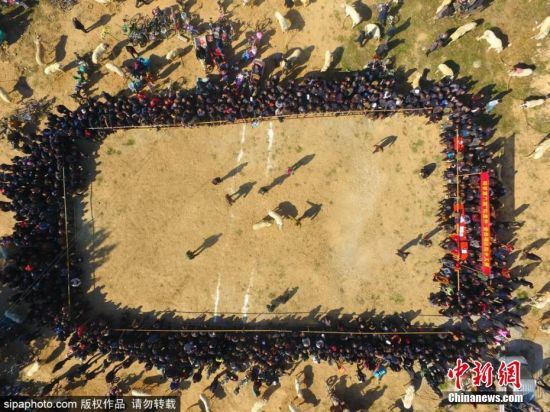 山东聊城抵羊比赛吸引千人围观