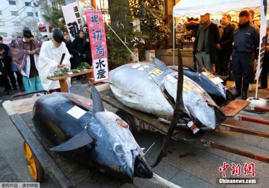 日本筑地鱼市新年首拍 巨型金枪鱼拍出210万元