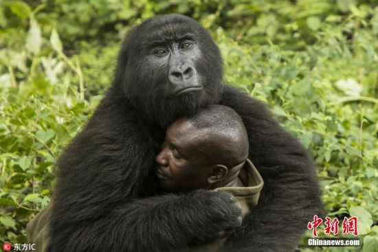 刚果大猩猩霸道总裁上身 把饲养员揽进怀里熊