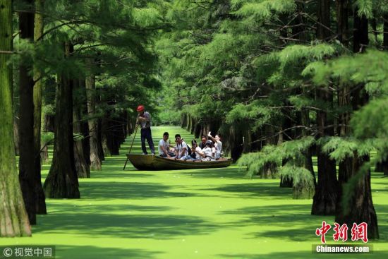 武汉水上森林成网红地 吸引游客盛夏打卡