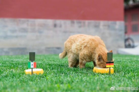 故宫网红猫白点儿去世 曾连续6次成功预测世界
