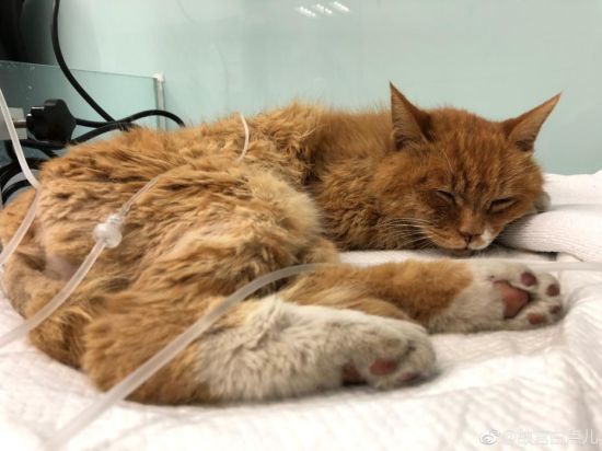 故宫网红猫白点儿去世 曾连续6次成功预测世界杯比赛胜负