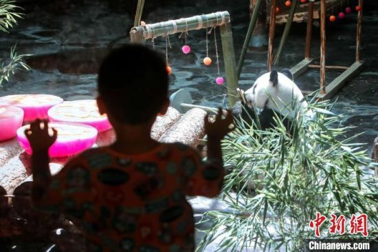 济南野生动物世界大熊猫“二喜”迎11周岁生日。　宫玥雯 摄