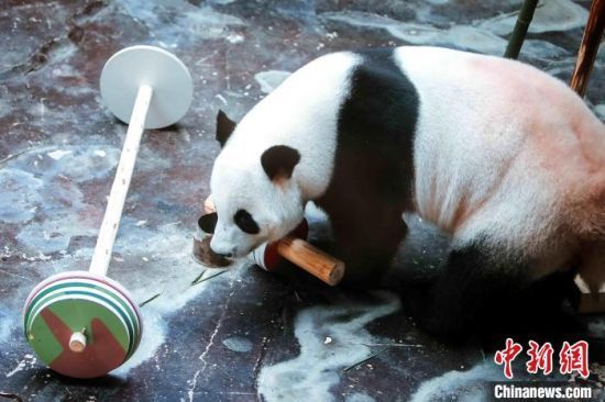 济南野生动物世界大熊猫“二喜”迎11周岁生日。　宫玥雯 摄
