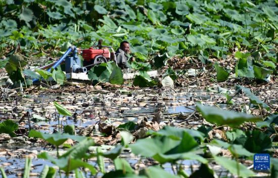 8月24日，在山东省微山县高楼乡，村民在采挖收获莲藕(无人机照片)。