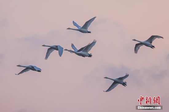 Ŀǰʪ5000ֻ쵽 ž 